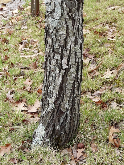 {Amelanchier alabamensis}